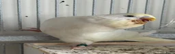 Budgerigars birds for sale: Young budgies for sale - Advert 4