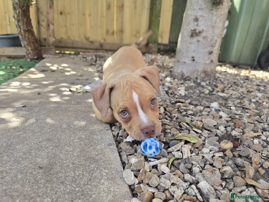 American Bully dogs for sale: Super chunky pocket bullies Ready to leave! - Image 19