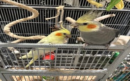 Cockatiels birds for sale: Cockatiels x4 - Image 3