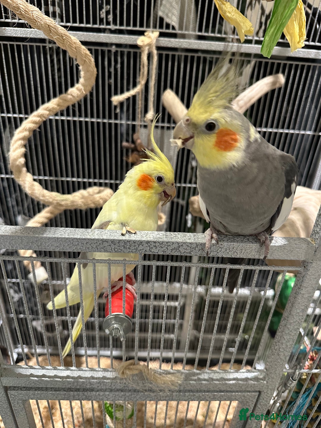 Cockatiels birds for sale: Cockatiels x4 - Image 3