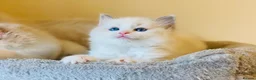 Ragdoll cats for sale: Pure Stunning Ragdoll Kittens  - Advert 1