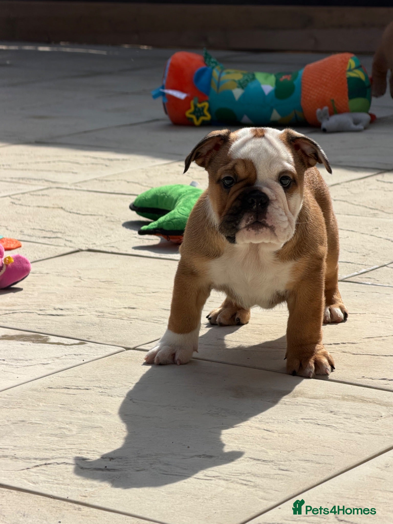 English Bulldog dogs ✨Purebred English Bulldog Pups✨ - Advert 2