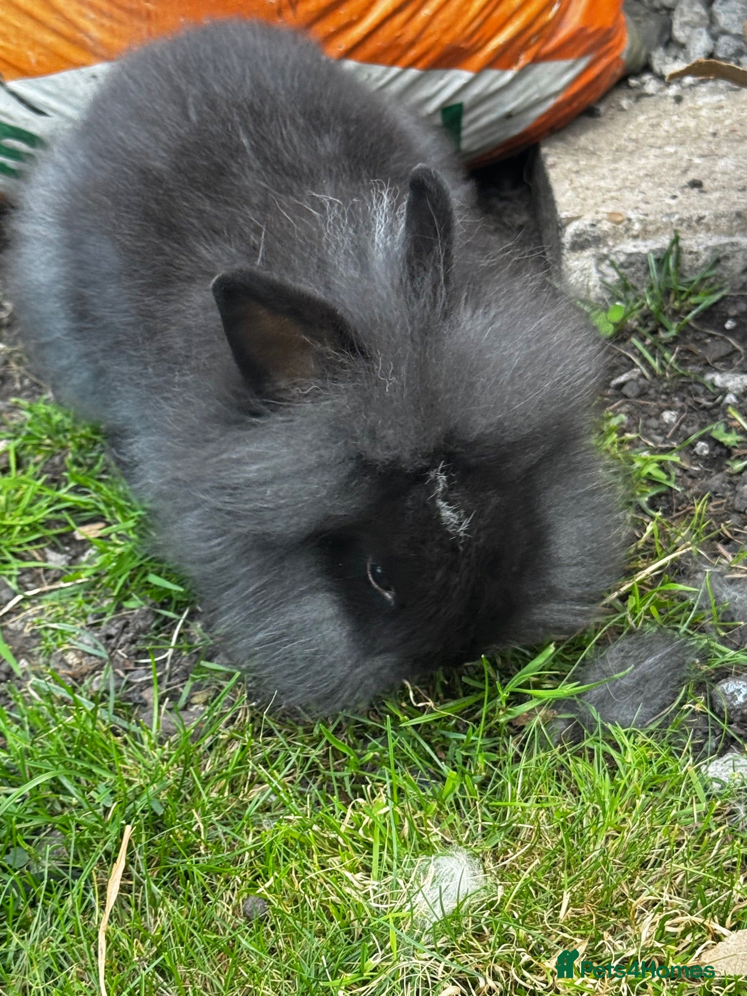 Lionhead rabbits Netherland x Lion head  - Advert 1