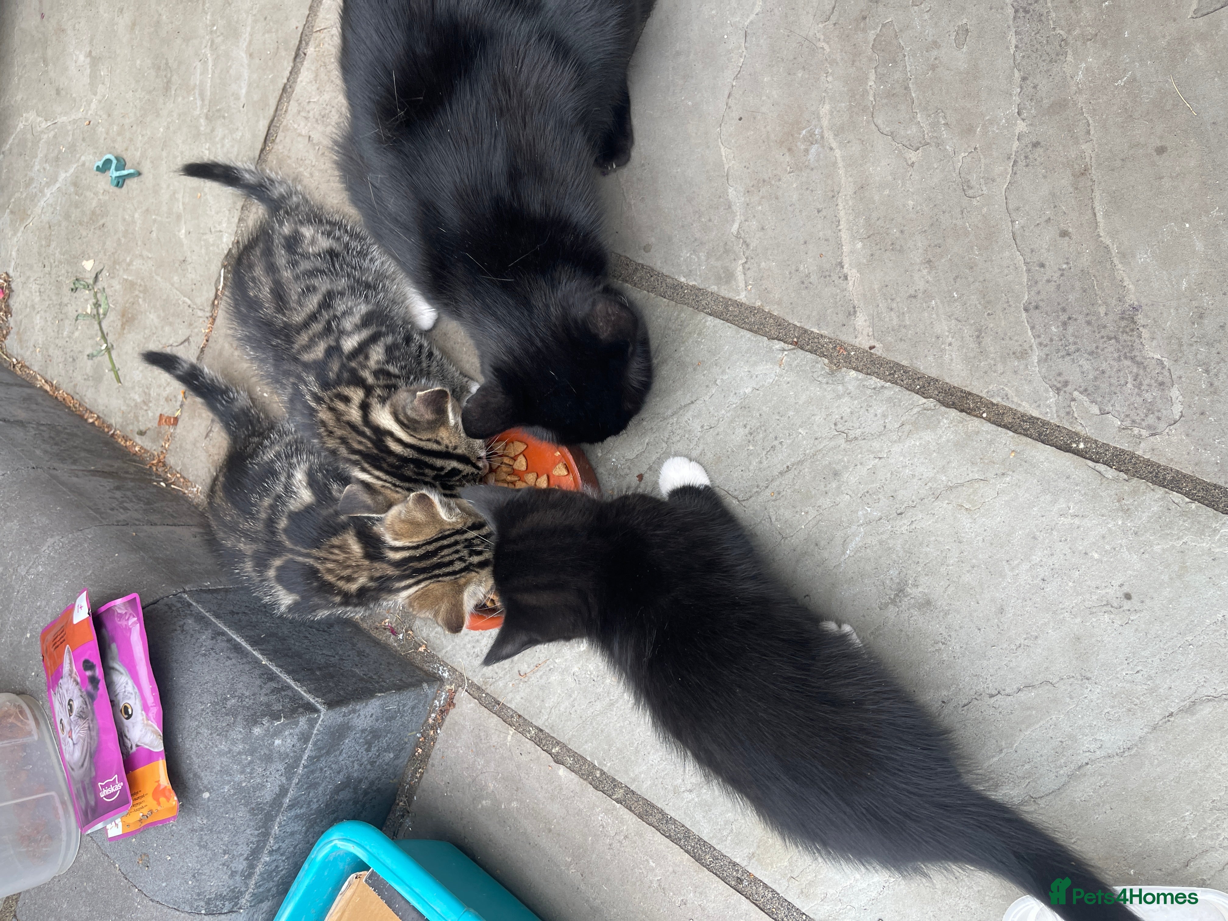 Mixed Breed cats 3 gorgeous kittens ready to leave to forever homes - Advert 2