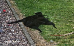Abyssinian cats for sale: Kittens for sale - Image 3