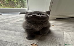 British Shorthair cats for sale: Pure British Shorthair kittens available  - Image 11