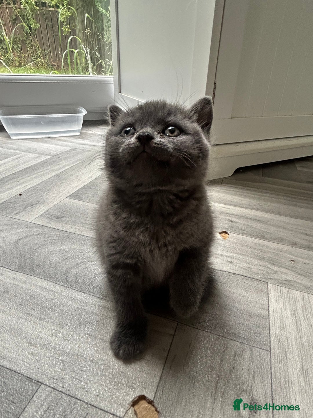 British Shorthair cats for sale: Pure British Shorthair kittens available  - Image 11