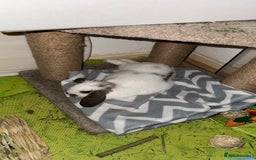 Dutch rabbits for sale: Dutch bunny - Image 11
