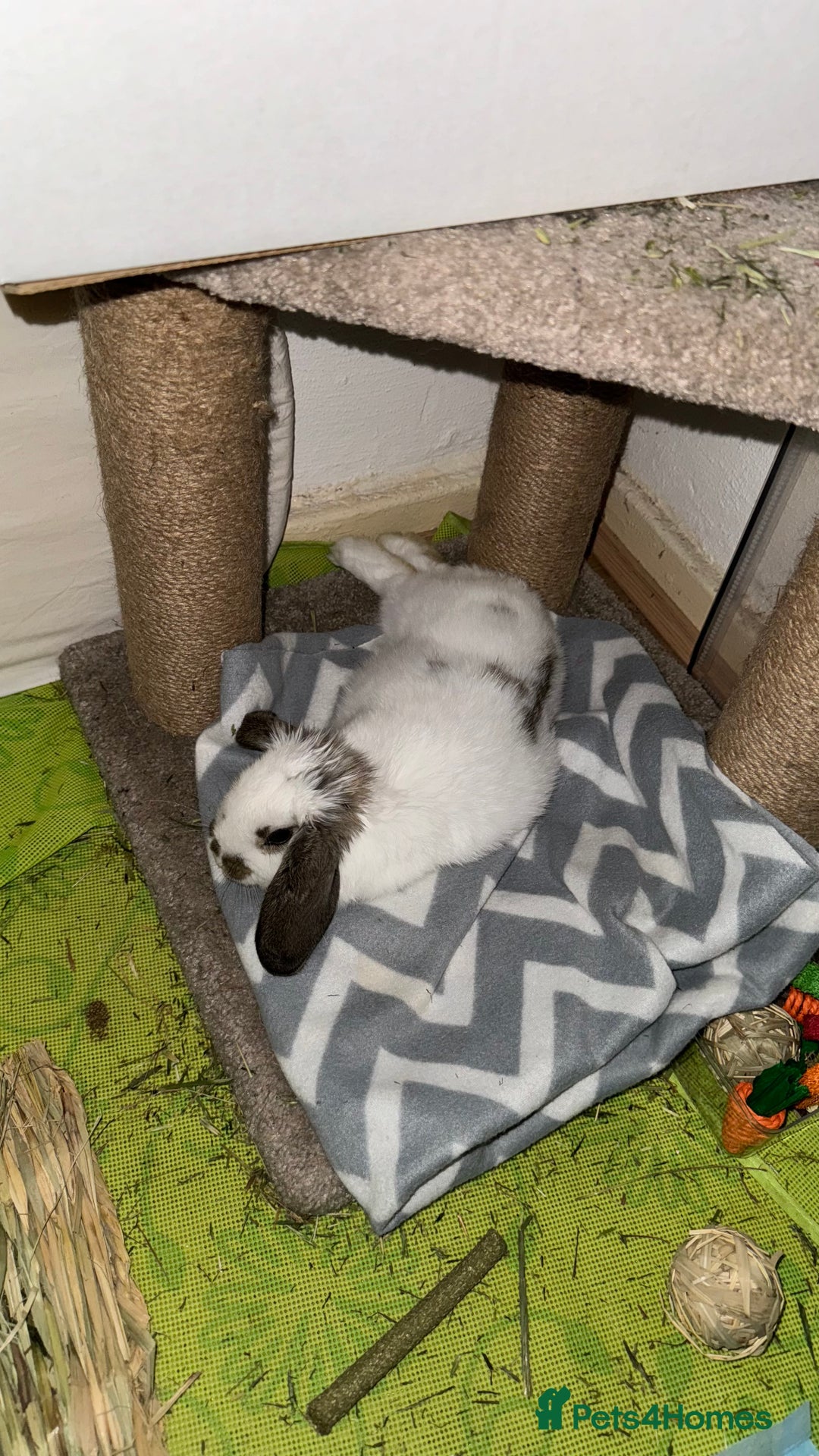 Dutch rabbits for sale: Dutch bunny - Image 11
