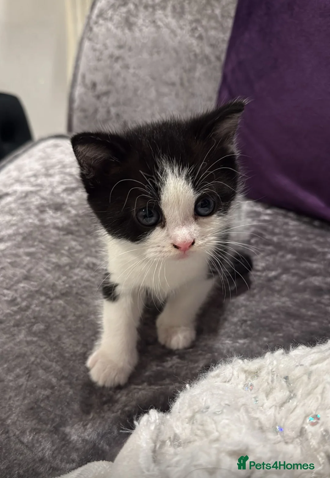 Domestic Shorthair cats for sale: 5 kittens - Advert 2