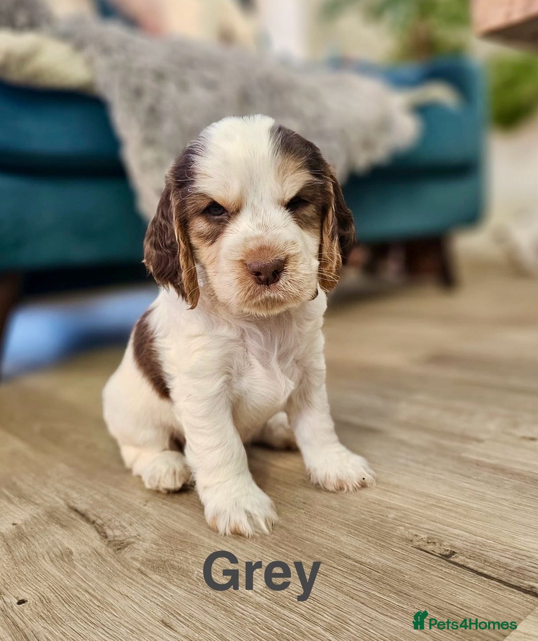 Cocker Spaniel dogs for sale: Fantastic Show / Working Cocker Spaniels - Advert 18