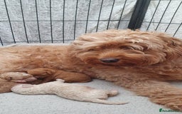Mini Goldendoodle dogs for sale: Toy Golden Doodles ~ Mini, Loving & Hypoallergenic - Image 12