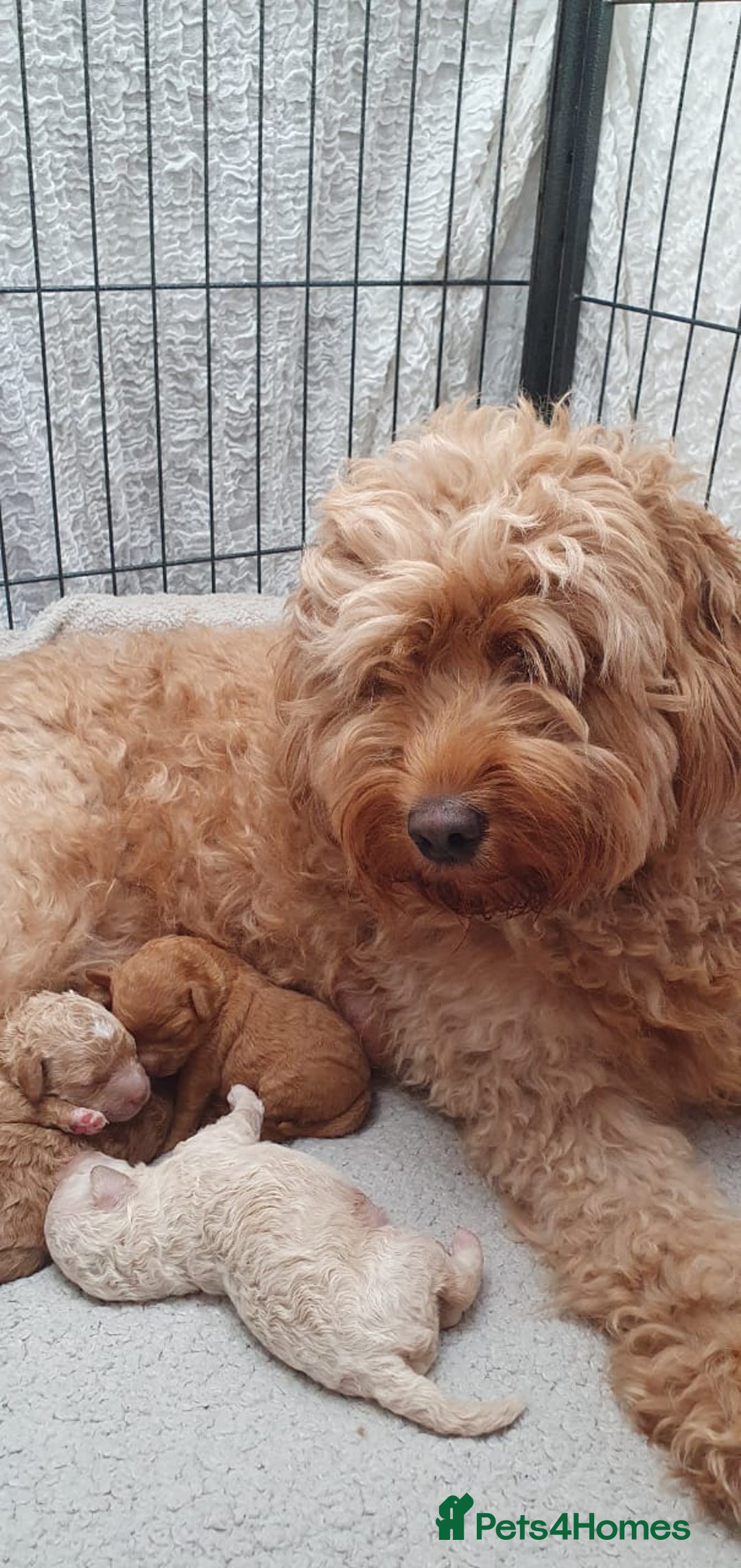 Mini Goldendoodle dogs for sale: Toy Golden Doodles ~ Mini, Loving & Hypoallergenic - Image 12