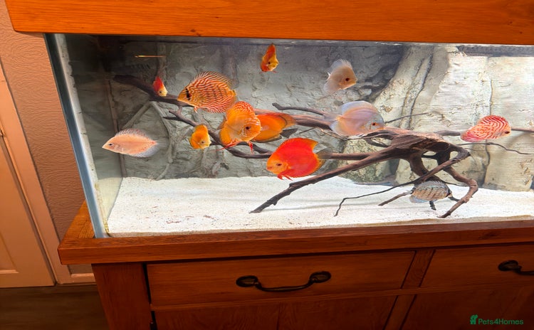 Discus fish - Advert 1