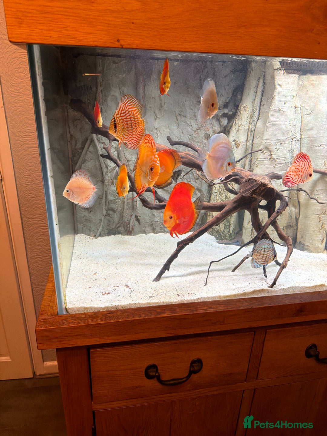 Discus fish for sale: Discuss Plus Phantom - Image 1