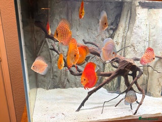 Discus fish for sale - Advert 1