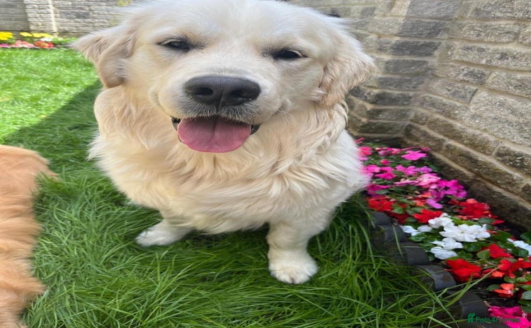 Golden Retriever dogs in Melton Mowbray - Advert 1