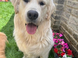 Golden Retriever dogs in Melton Mowbray - Advert 15