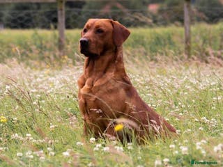 Labrador Retriever dogs Fox red labrador for stud- FULLY HEALTH TESTED in Leyburn - Advert 11
