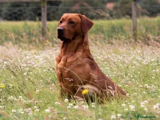 Labrador Retriever dogs Fox red labrador for stud- FULLY HEALTH TESTED in Leyburn - Advert 19