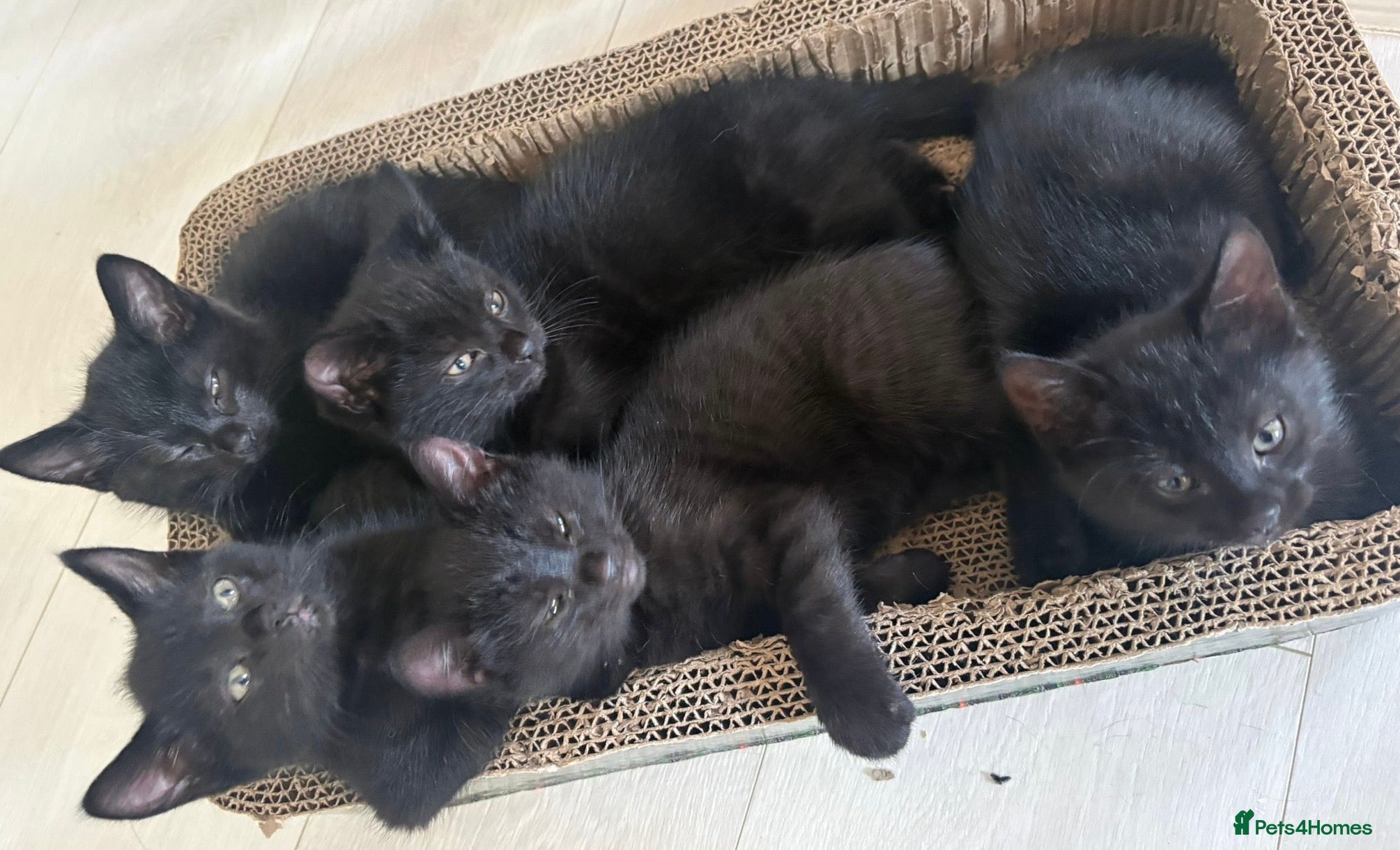 Domestic Shorthair cats Beautiful kittens  🐈‍⬛🐈‍⬛ - Advert 4