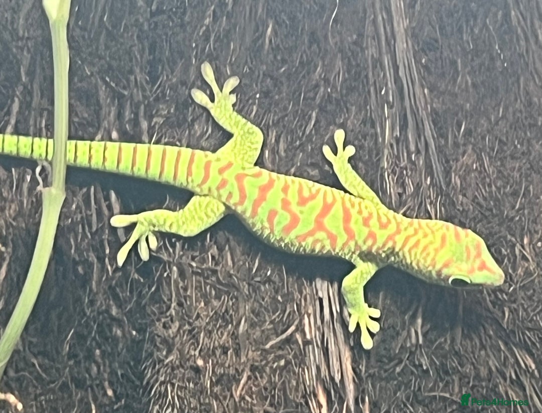 Gecko reptiles for sale: Giant day geckos available - Advert 3