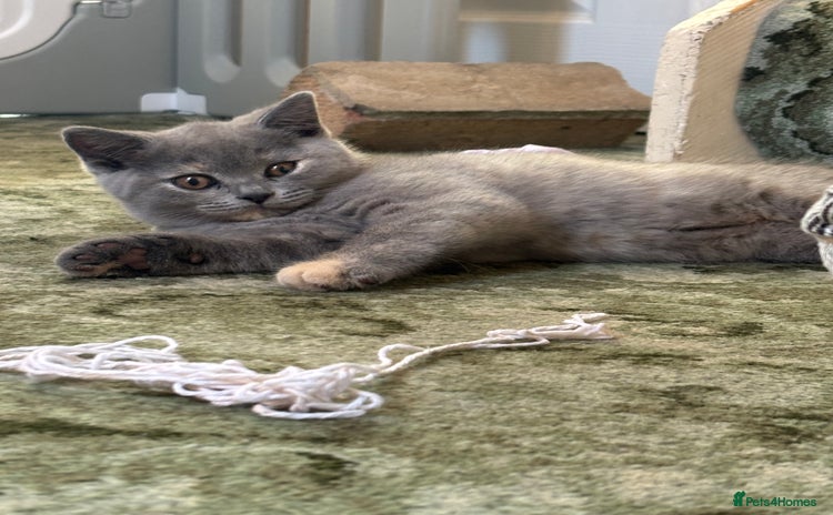 British Shorthair cats - Advert 7