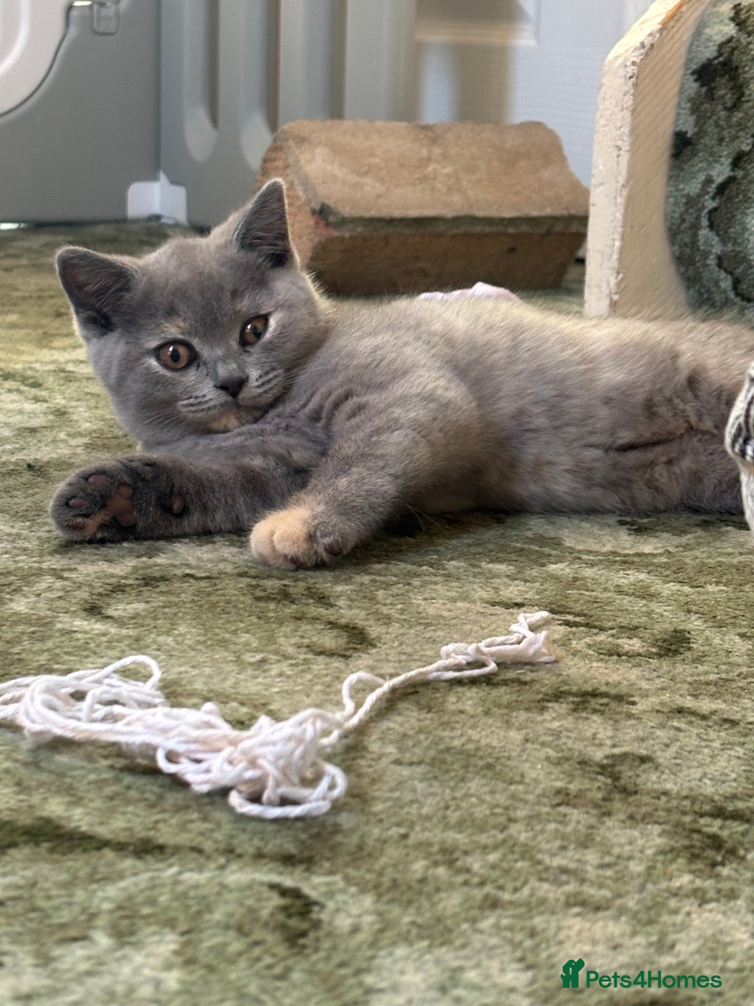 British Shorthair cats for sale: 🩵 1 blue/cream tortie BSH left to reserve 🩵 - Image 2