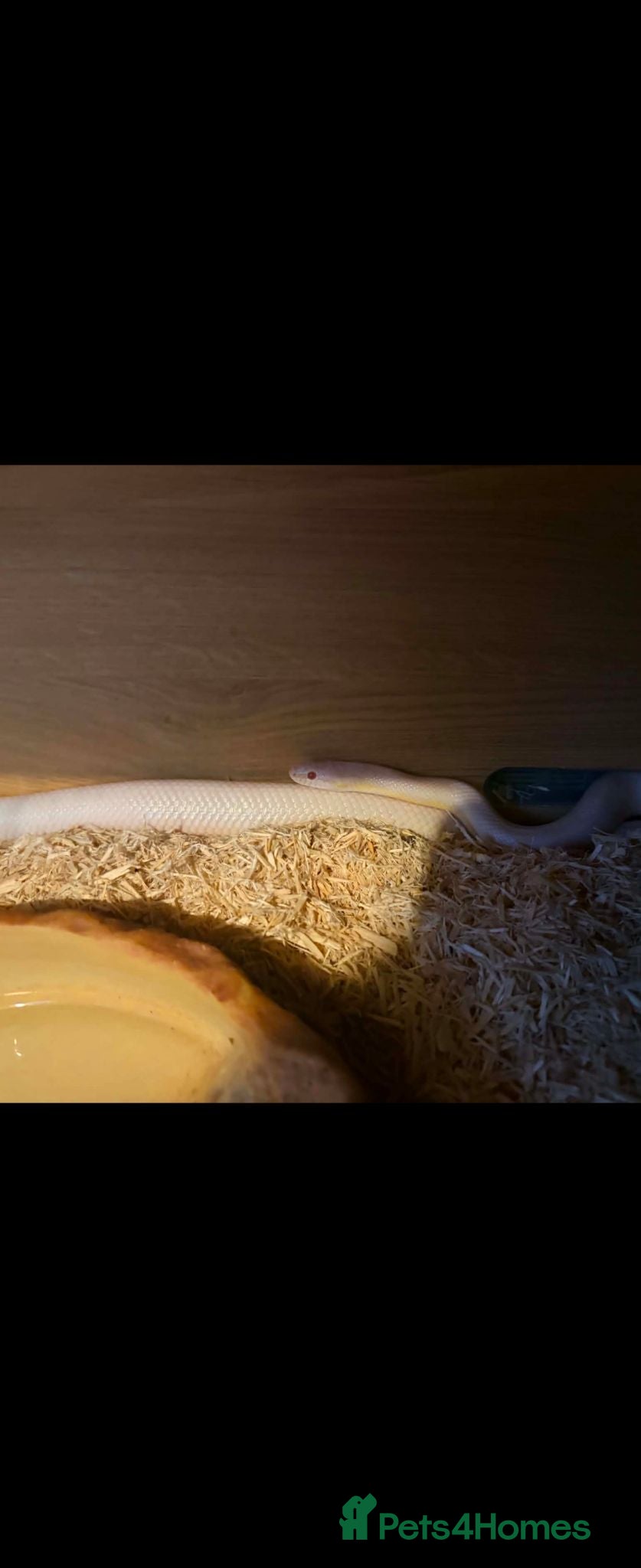 Corn Snake reptiles Albino corn snake - Advert 1