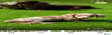 Miniature Dachshund 1