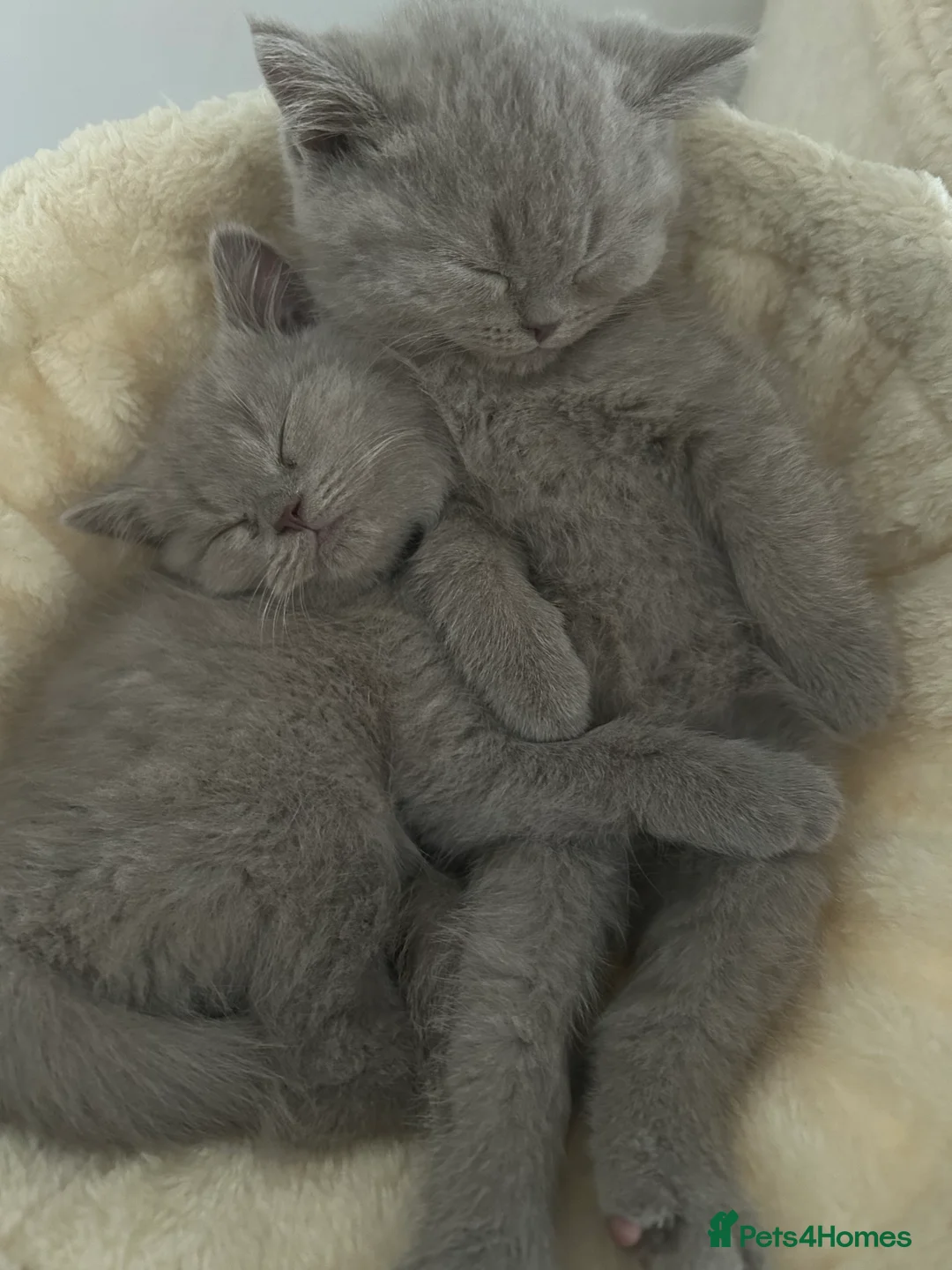 British Shorthair cats for sale: 1 beautiful chunky lilac boy left   - Advert 14