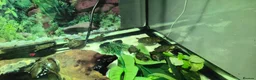 Turtle reptiles for sale: Painted turtles for sale - Advert 22