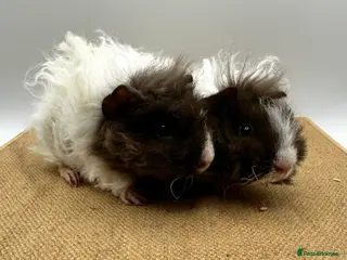 Guinea Pig rodents 2x Bonded Lunkarya Boars - Advert 3