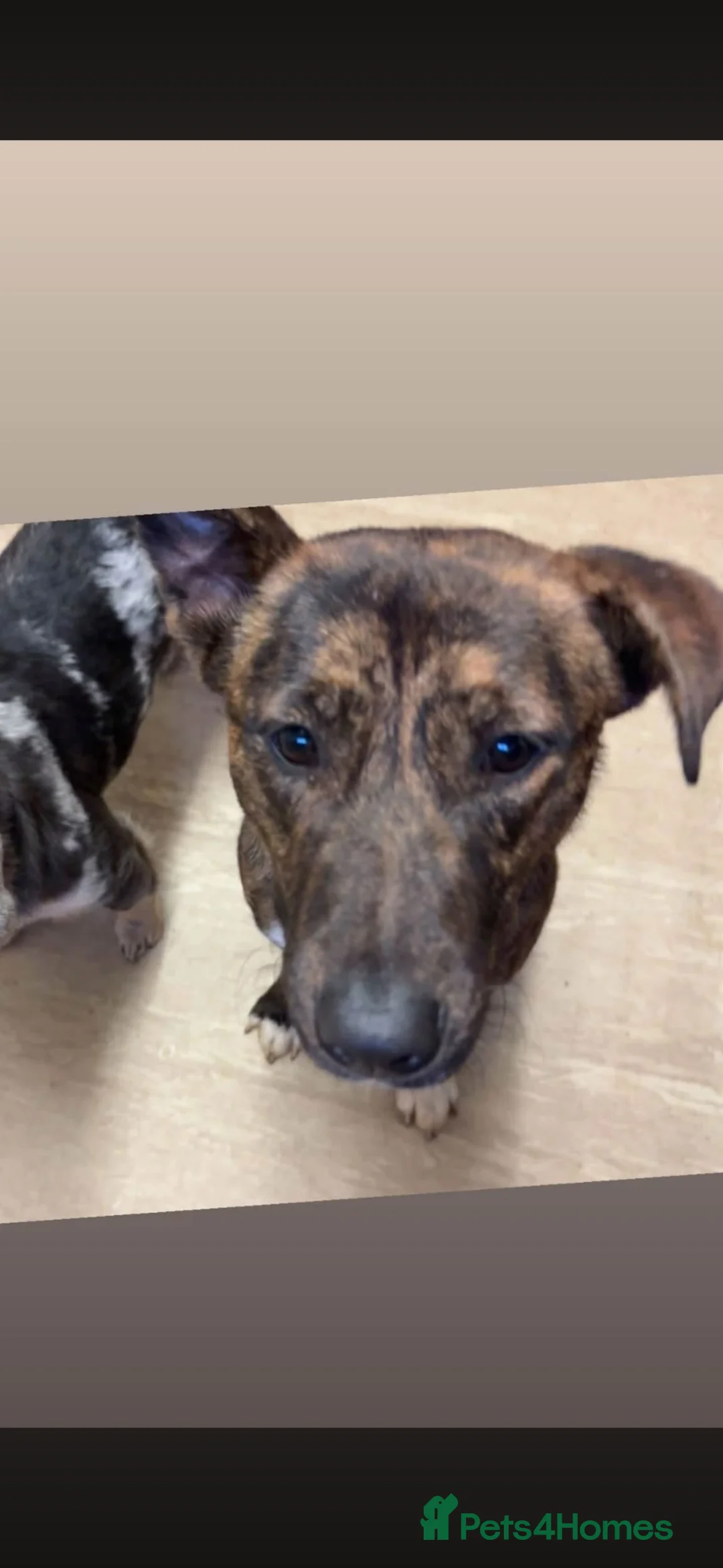 Mixed Breed dogs for sale: Japanese Akita cross staffy  in Rotherham - Advert 2