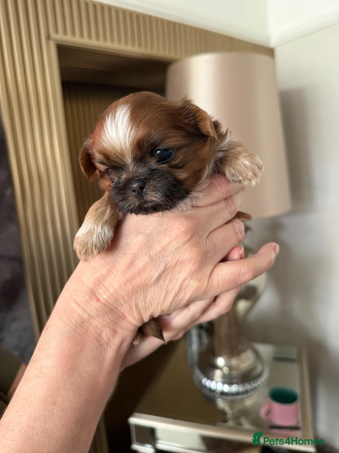 Shih Tzu dogs for sale: Tiny imperial shih tzu - Advert 21