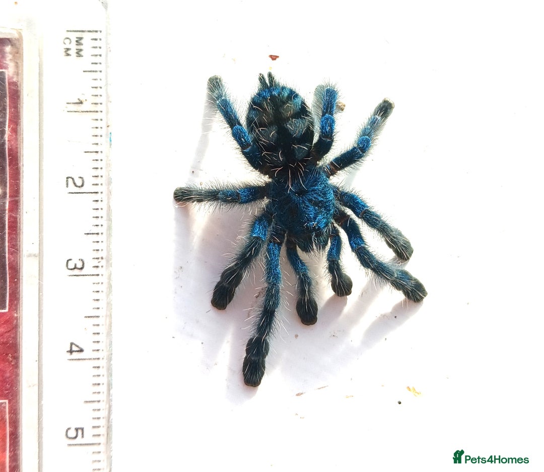 Spiders invertebrates for sale: Caribena Versicolor 4+cm spiderlings - Image 6