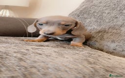 Dachshund dogs for sale: Dachshund puppies sausage dogs  - Image 1
