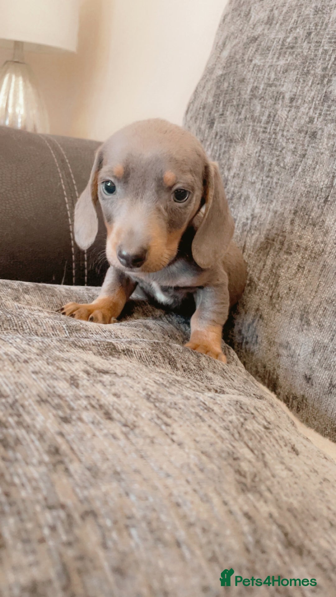 Dachshund dogs for sale: Dachshund puppies sausage dogs  - Image 1