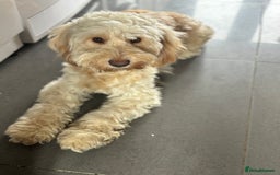 Cockapoo dogs for sale: OUTSTANDING F1B COCKAPOOS ❤️READY NOW 🏠 - Image 10