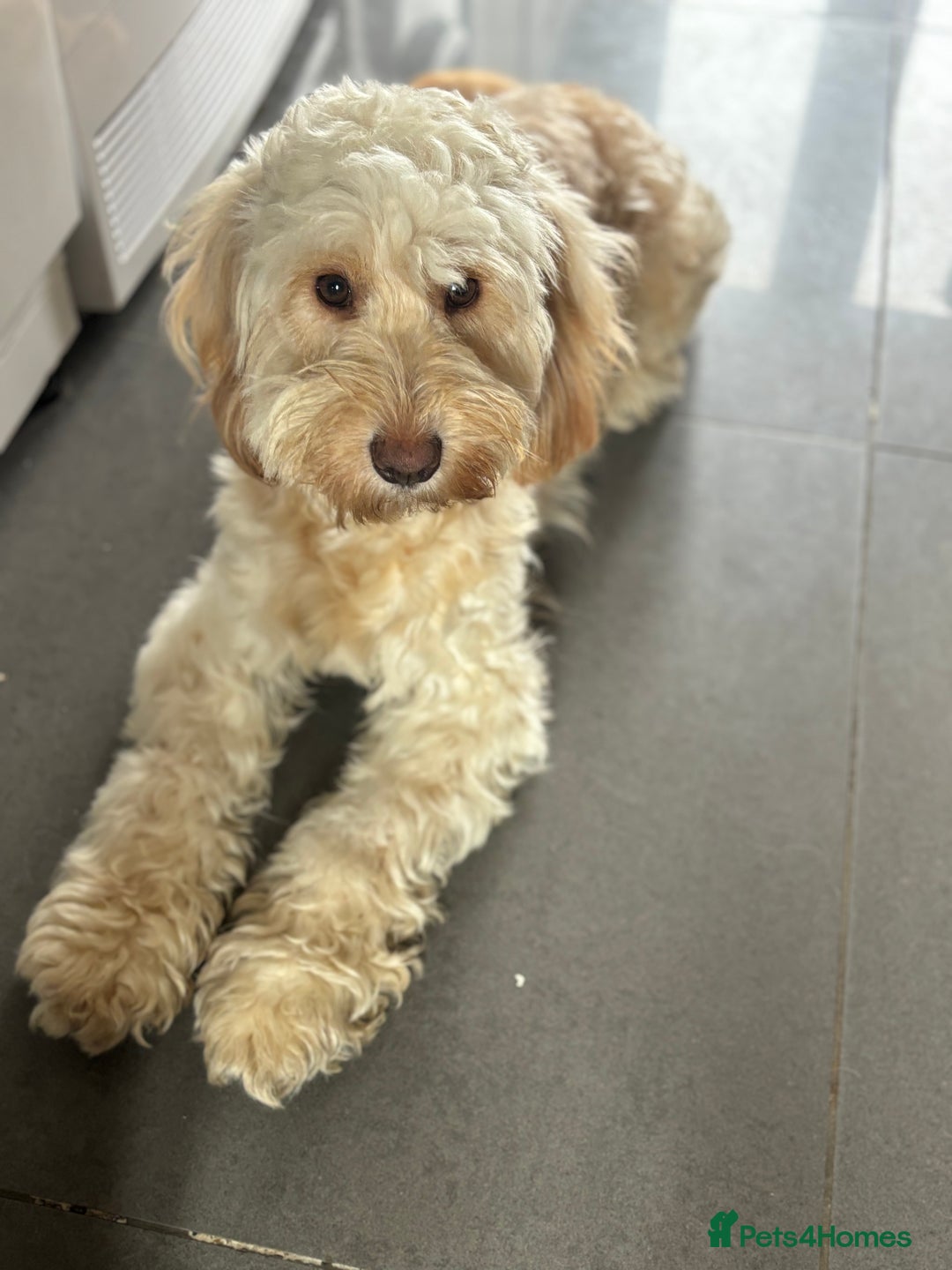 Cockapoo dogs for sale: OUTSTANDING F1B COCKAPOOS ❤️READY NOW 🏠 - Image 10