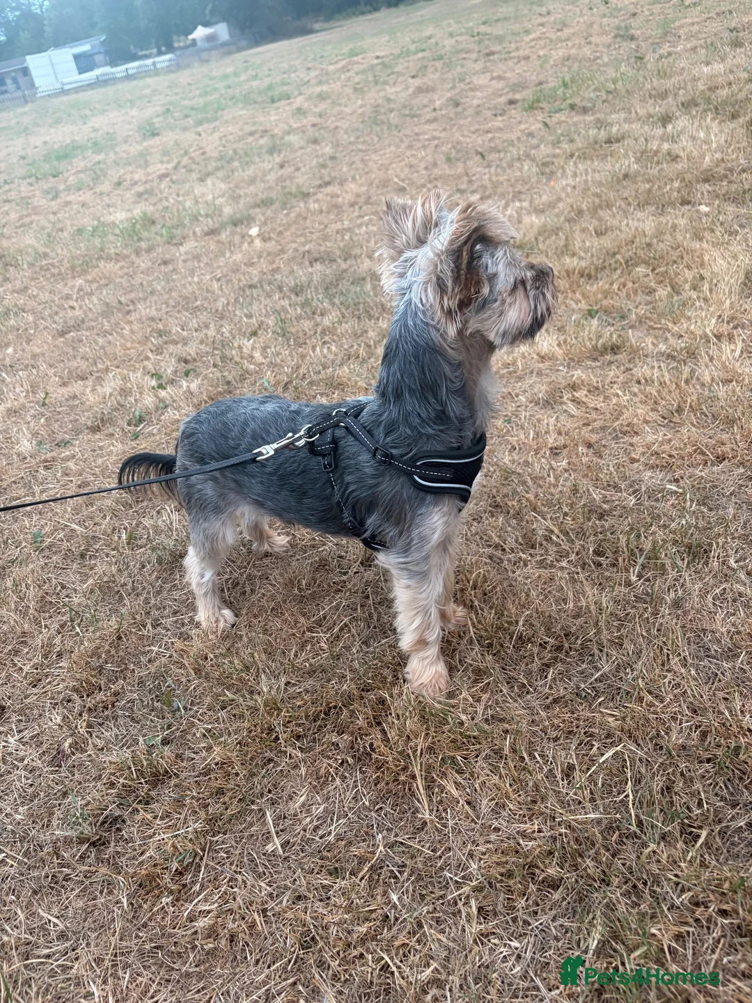 Yorkshire Terrier dogs for sale: Yorkshire Terrier For Sale  - Advert 2