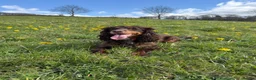 Cocker Spaniel dogs for sale: Liver (Chocolate) Working Cocker Spaniel Puppies  in Stourbridge - Advert 11