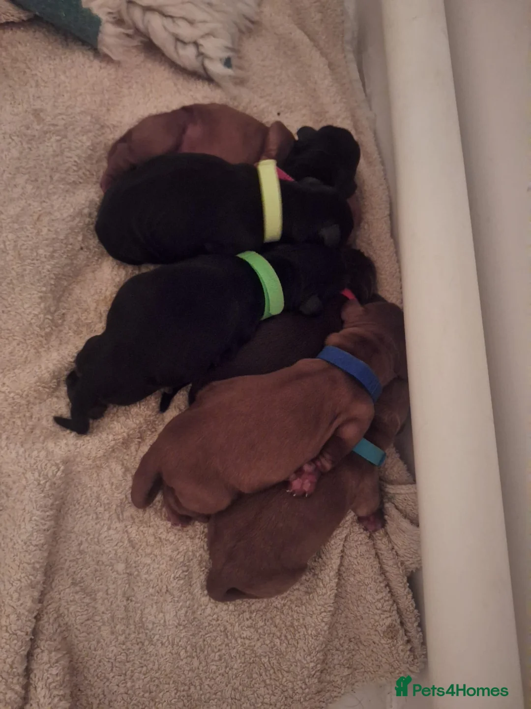 Cocker Spaniel dogs for sale: Exceptional KC Cocker Spaniel Pups - Advert 17