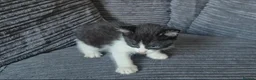 Mixed Breed cats for sale: Gorgeoeus mixed Breed kittens - Advert 11