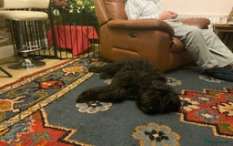 Labradoodle dogs for stud: Multi generation labradoodle. - Image 9