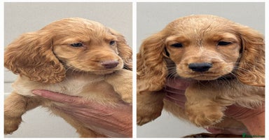 Cocker Spaniel dogs - Advert 8