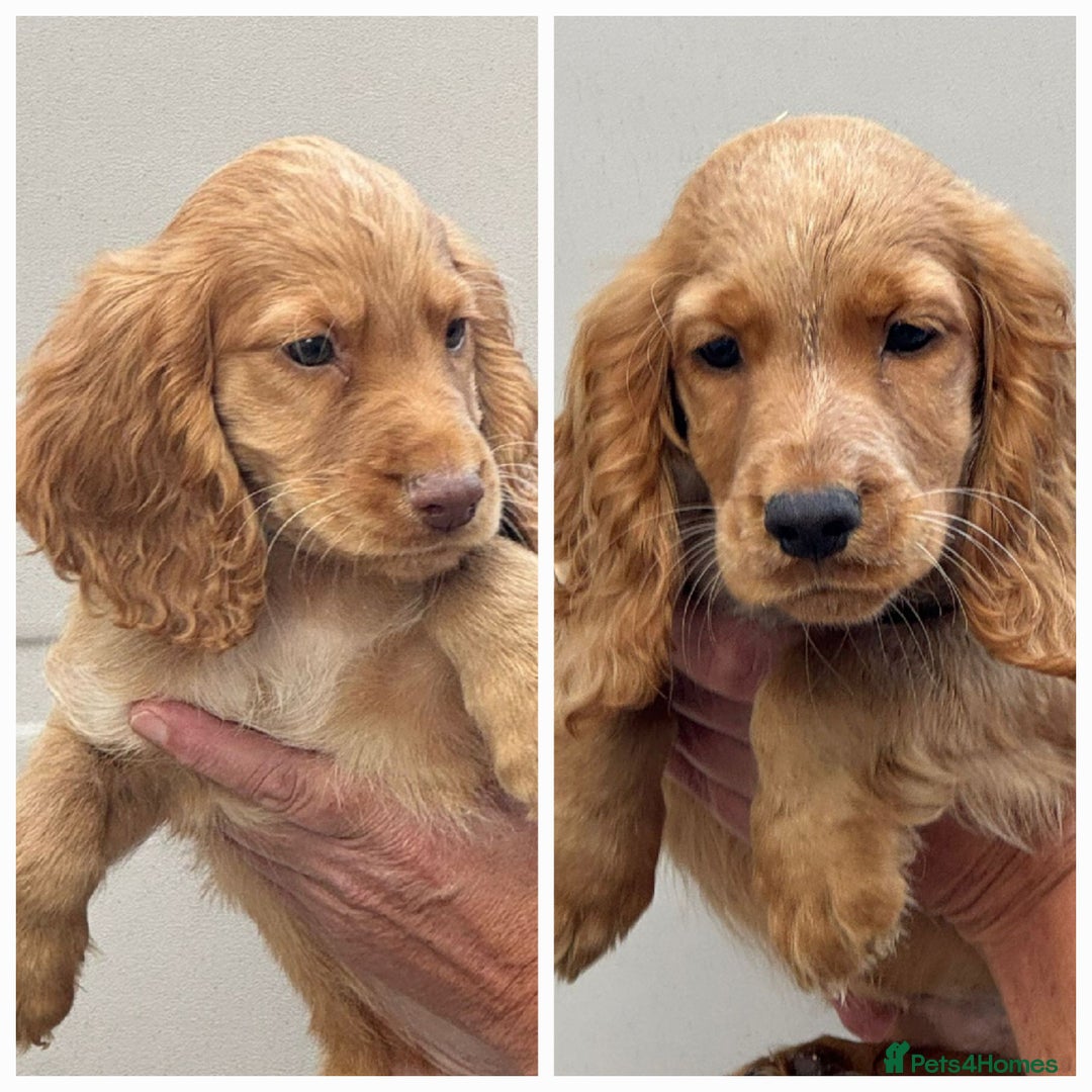 Cocker Spaniel dogs for sale: Cocker spaniel puppies 💙 3 boys 💙 left  - Image 1