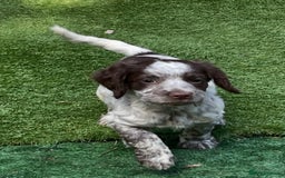Cocker Spaniel dogs for sale: Working cocker spaniel  - Image 7