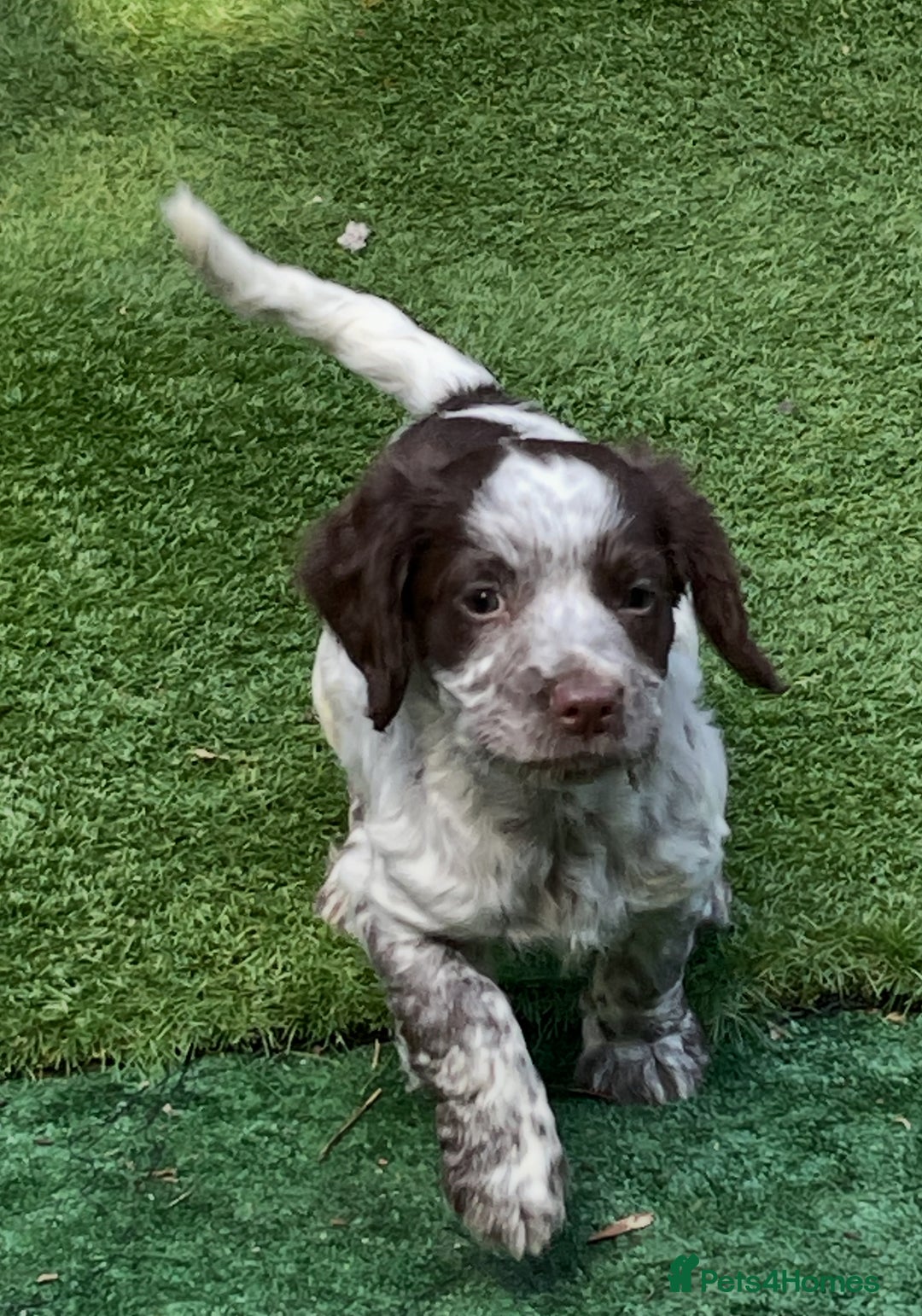Cocker Spaniel dogs for sale: Working cocker spaniel  - Image 7