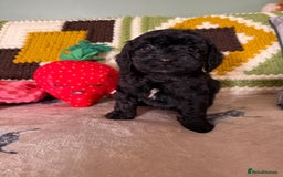 Cavapoo dogs for sale: stunning Cavapoos  - Image 2